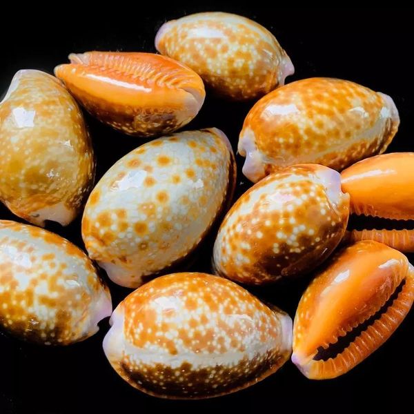 

10pcs natural red spot conch seashells fish tank aquarium landscape decoration specimen diy crafts for beach nautical decor h jllhpe