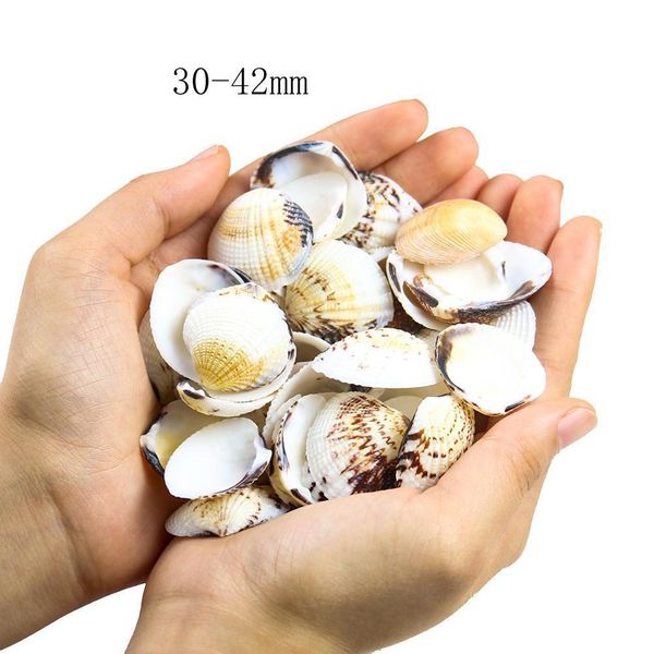 

10pcs 3 5cm natural seashell eagle wings shell home wedding beach decor fish tank aquarium decoration accessory candle material h jllzds
