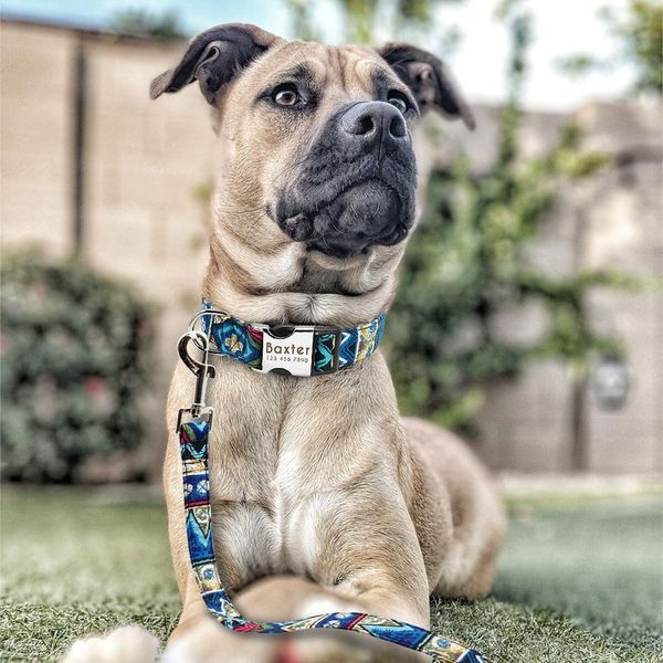 

nylon printed dog leash lead pet puppy walking leash running training leashes rope for small medium dogs chihuahua pug y wmtomg