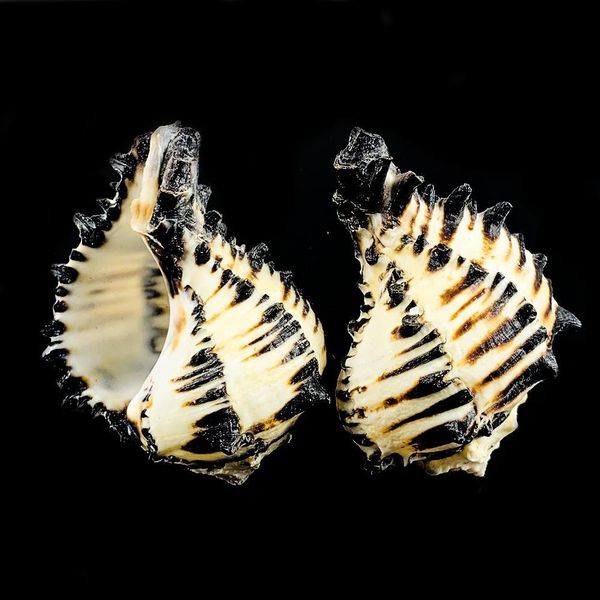 

8 12cm natural snail shell us black murex black zebra bone specimen conch sea shells nautical home decor aquarium landscape h bbydlp