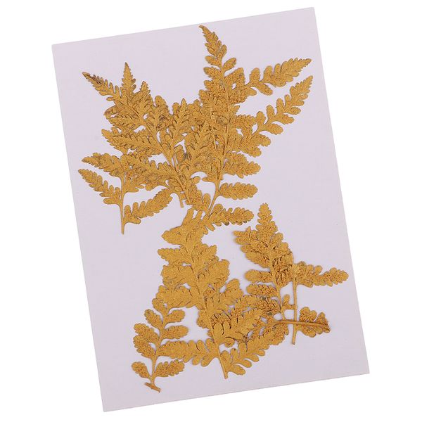 

dried p pieces pressed diy case scrapbooking flowers 10 frame phone for qpqfo