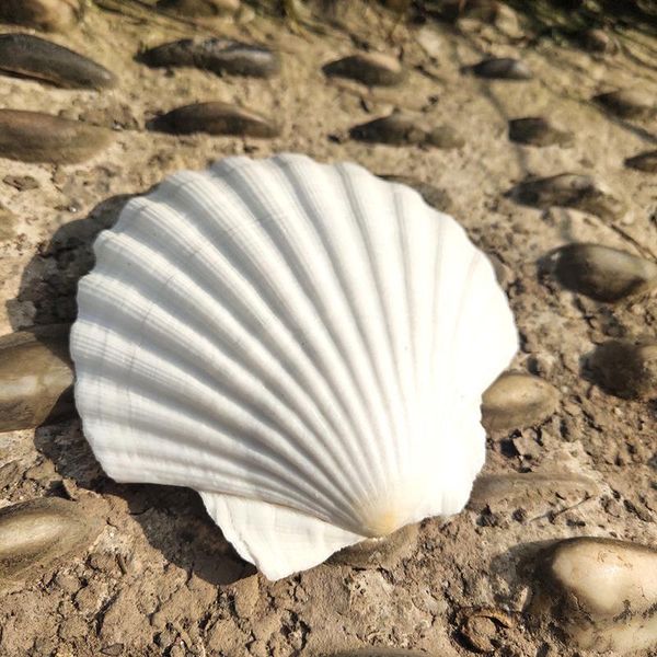 

2pcs 10 12cm natural shells big white scallop seashells ornament nautical home decor beach wedding decorations jewelry diy shell h bbyyth