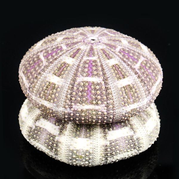 

6 10cm natural eight trigrams sea urchin shell conch nautical home decor diy ocean beach wedding decor specimen crafts h jllcdc