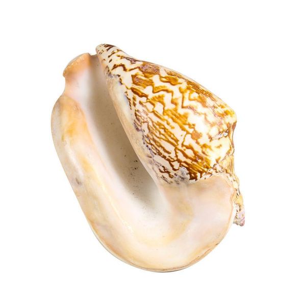 

14 16cm natural large ear conch snail seashells craft collectibles wedding nautical home decor fish ornament aquarium decoration h jlldui