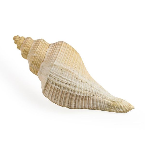 

seashell японские морские раковины редкие гигантские тубки рыбы танк ландшафтный аквариум украшения стрельба реквизиты hemifusus crassicaudu