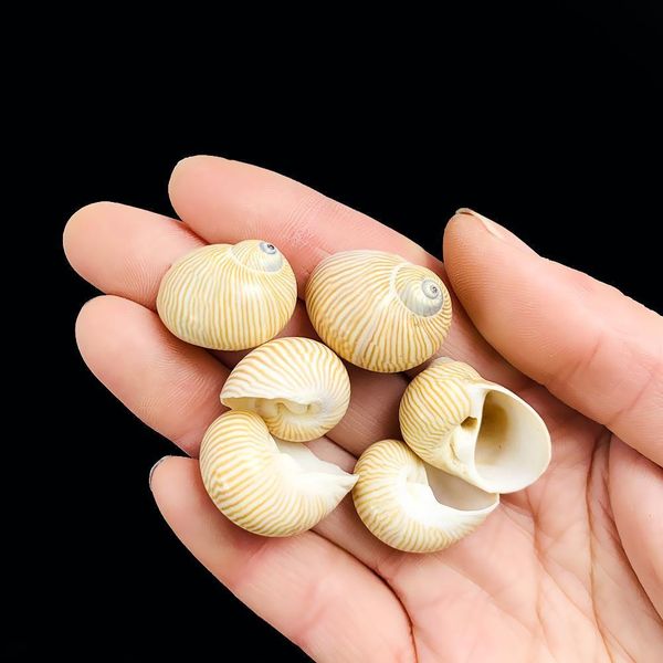 

5pcs 2 3cm natural fine lines conch shells nautical home decor specimen rolled shellfish hermit crab snail shell acquarium decor h wmtfhz