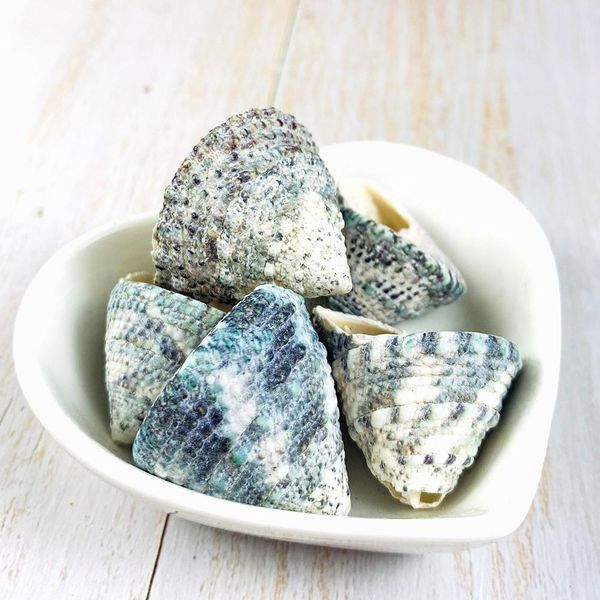 

2pcs 2 3cm green tower seashell snail green natural conch fish tank landscape shellfish hermit crab shell specimens decor craft h jllemz