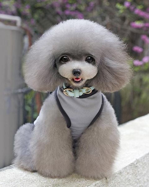 

nylon pet mesh vest soft net dog mini vest adjustable breathable puppy clothe harness dog supplies dh0193