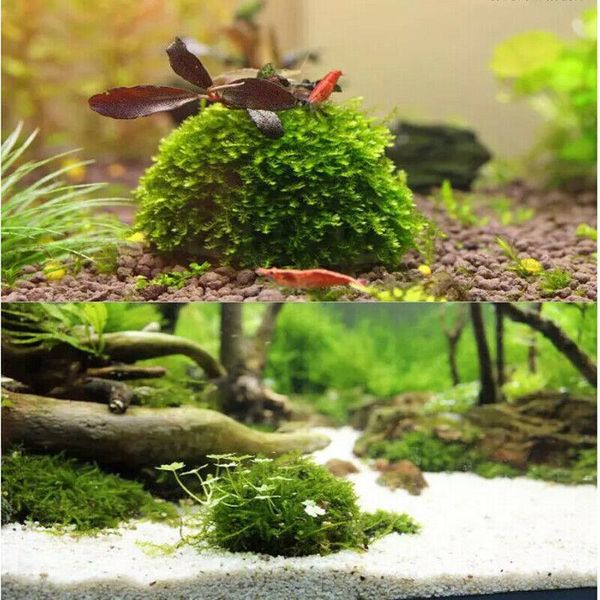 Aquário marimo musgo bola plantas vivas filtro para java camarões decorações do tanque de peixes ornamentos2862
