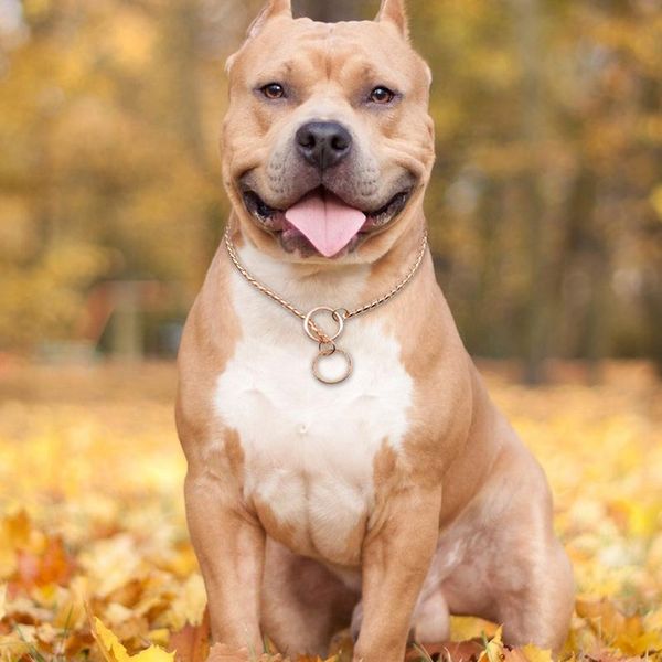 

dog choker snake chain dog training collar heavy metal pet slip choke collars golden for medium large dogs bbykey