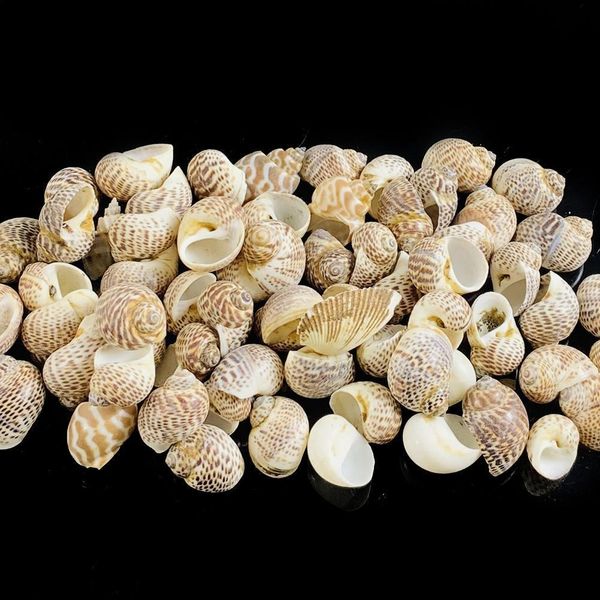 

2 4cm 5pcs natural conch seashells bird egg conch shell beach decorations for home crafts specimen diy aquarium landscape docor h wmtipi