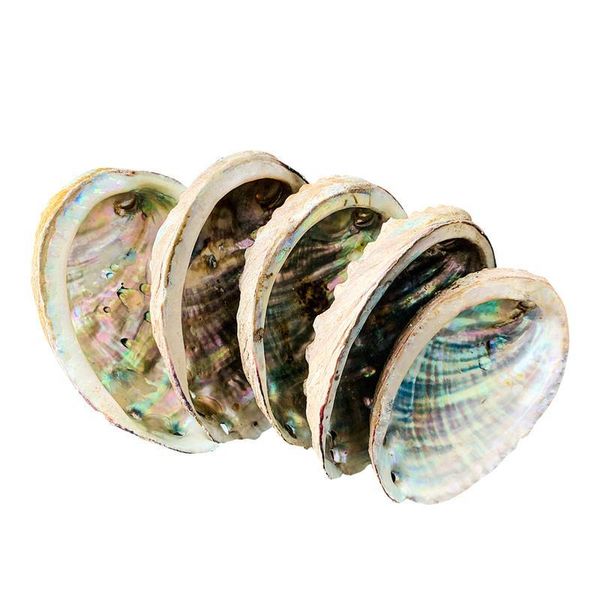 

10 12 см натуральный abalone shell большие морские раковины морской дом декор дома декор мыло посуда diy fish tank aquarium пейзаж свадебный