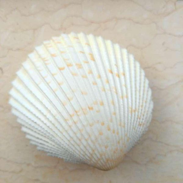 

nautical home decor shells mediterranean seashells double sided specimen ocean scallop shell jewelry storage wedding decor gift h bbydwb