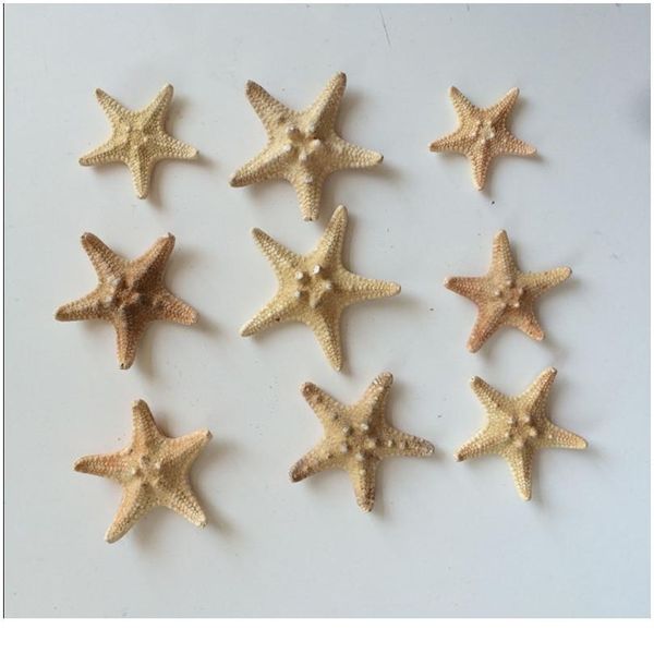 

20pcs/set sea star star fish animal shell beach ornament for aquarium weddings party diy home decoration craft 3-4cm qylldx
