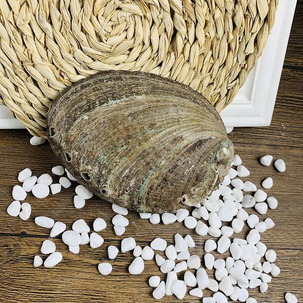 

12 13cm large abalone shell natural seashell nautical home decor soap holder specimen beach wedding decor aquarium landscape h bbycmh