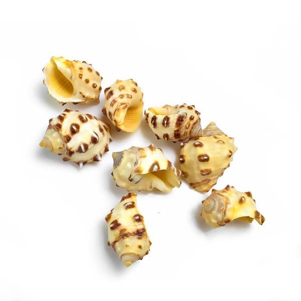 

2pcs 1.5 2cm natural lychee conch seashell spotted snail crafts specimen collectibles fish tank decoration aquarium accessories h jllhnt