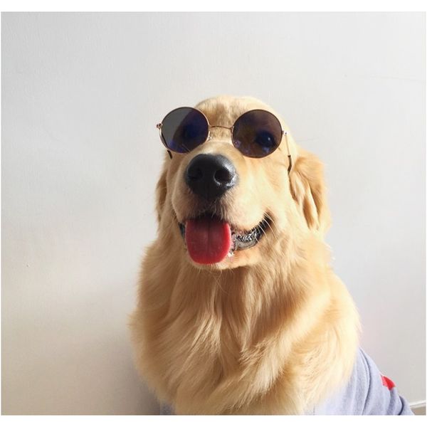 

medium large dog glasses fashion eye wear pet sunglasses for cats pets grooming pet products dog accessories supplies mascotas f wmtsim