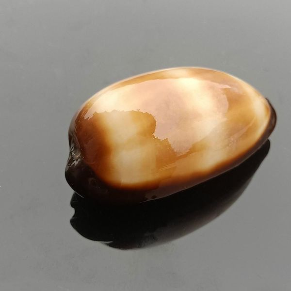 

2pcs wine barrel snail sea shells conch nautical home decor specimen beach wedding decorations diy fish tank aquarium landscape h bbytlx