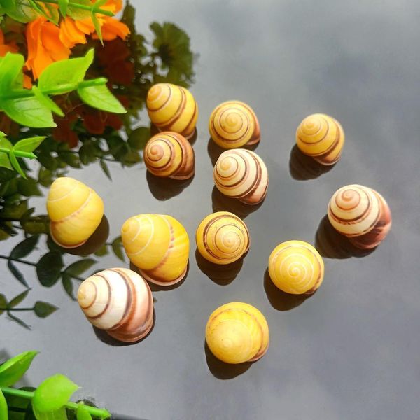 

5pcs gold conch lucky seashells natural snail seashell specimen aquarium decoration space nautical home decor accessories h wmtovx