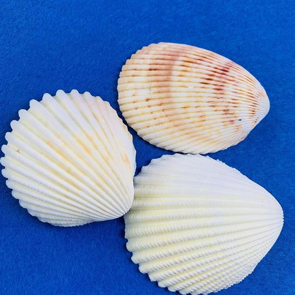 

natural seashells shell for fish tank home decorations beach theme party candle making wedding decor diy crafts fish tan h jllbsg
