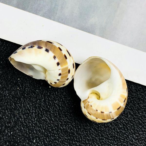 

2 3cm natural conch shell butterfly winged conch speck jade conch collection specimen special for hermit crab aquarium landscape h bbylgf