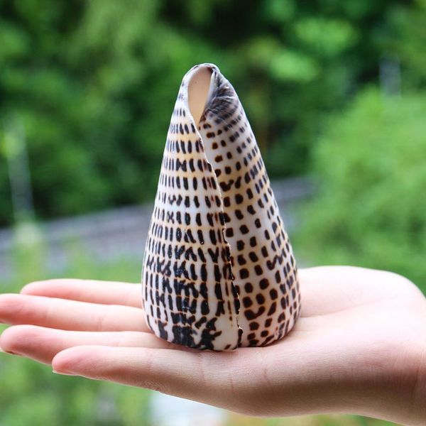 

natural conch corn buckskin conch seashells specimen nautical home decor collectibles beach wedding aquarium landscape decor h jllbev