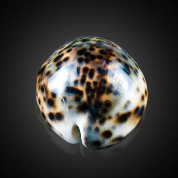 

natural tiger pattern conch shell nautical home decor seashells specimen collectibles beach ornament shells aquarium landscape h jlllzr