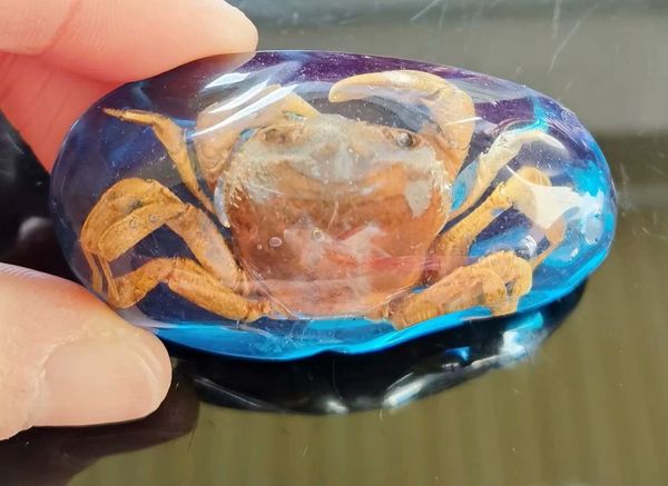

fashion big size real crab blue back keychain, Slivery;golden