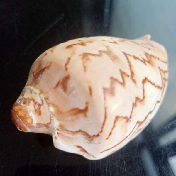 

mediterranean natural shell conch decor nautical beach wedding decorations jewelry diy ocean seashell cowrie shells crafts h jllmoi