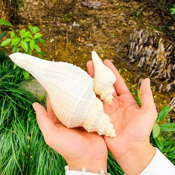

seashell japanese sea shells rare giant tuba fish tank landscaping aquarium decoration shooting props hemifusus crassicaudus h jllkxk
