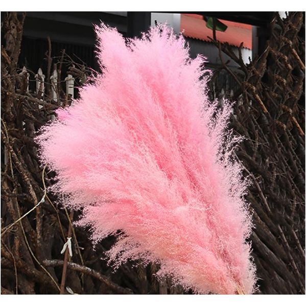

natural plant pampas grass large dried flower wedding special fluffy feather flower ceremony decoration decorat jllhxr sport777