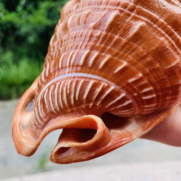 

natural big sea shells snail wanbao conch nautical home decor beach wedding decorations collectibles specimen aquarium landscape h jlljil