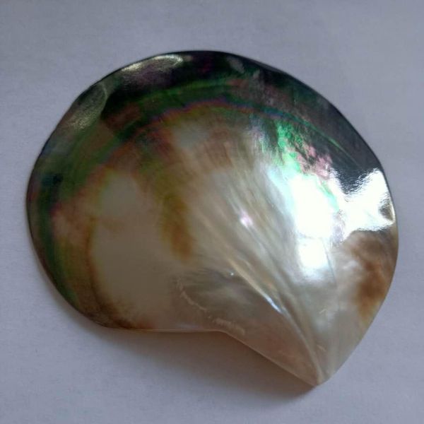 

90 100mm colorful sea shells mediterranean shells natural beach home decor shells for jewelry making ocean wedding decorations h bbyybt