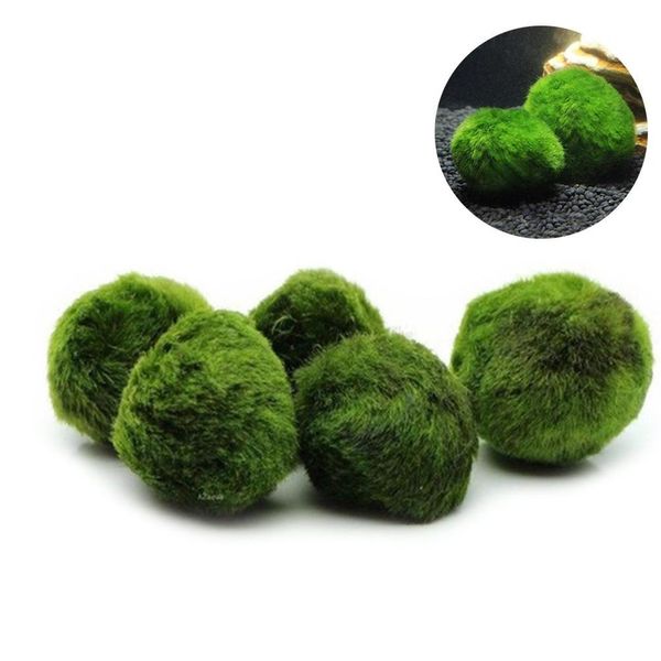 

5pcs marimo moss ball aquarium plants terrarium cladophora ball fish tank ornaments 6zghq