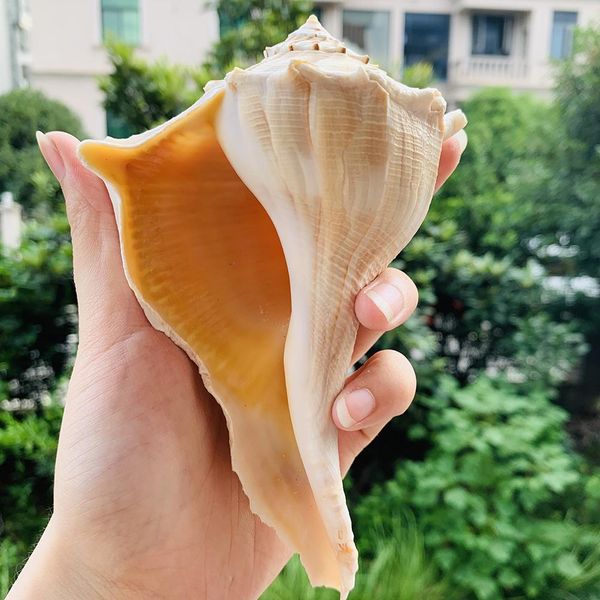 

natural large conch feng shui snail nautical home decor beach wedding decor seashell specimen collectibles aquarium landscape h jllyyy