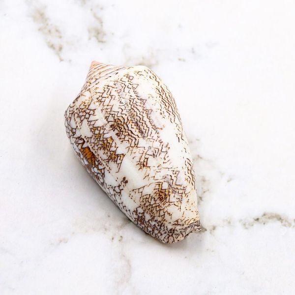 

new vase screw weaving conch seashells nautical home decor shell beach wedding decorations specimen aquarium micro landscape h sqcvdd