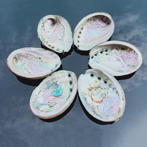 

8 10cm abalone shell natural seashell nautical home decor soap dish beach wedding decoration specimen aquarium landscape h jllcll