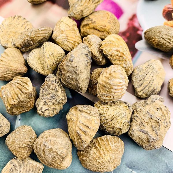 

100g natural shell raw stone marine animals devonian period stones collection teaching specimen display landscape home decor h jllmgy