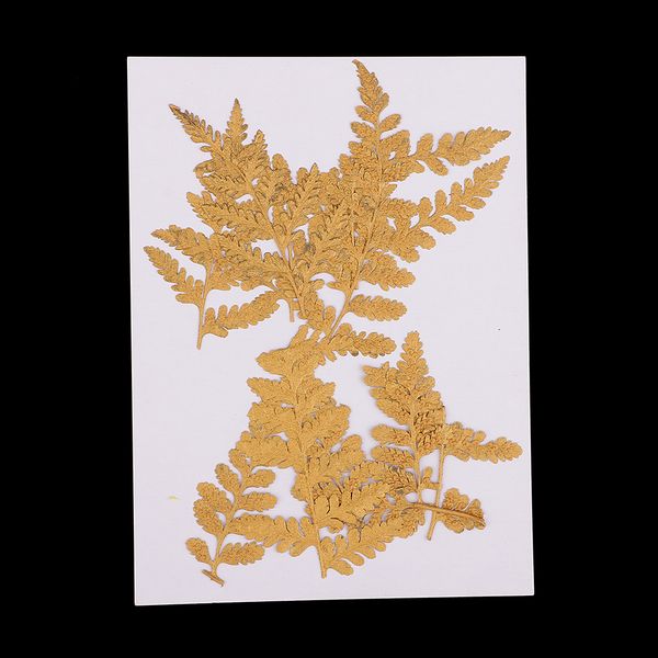 

10 pieces dried pressed flowers for diy scrapbooking p frame phone case