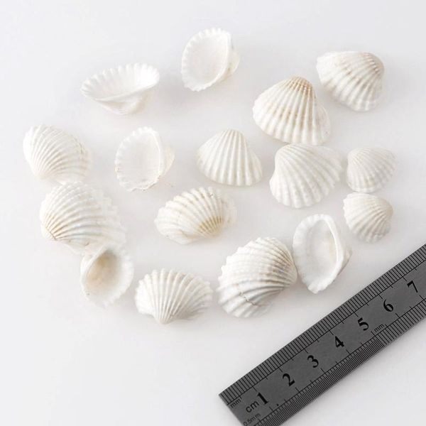 

30g about 20pc aquarium landscape natural seashells decorations scallop shells jewelry crafts wall decor orname jllvga, Black