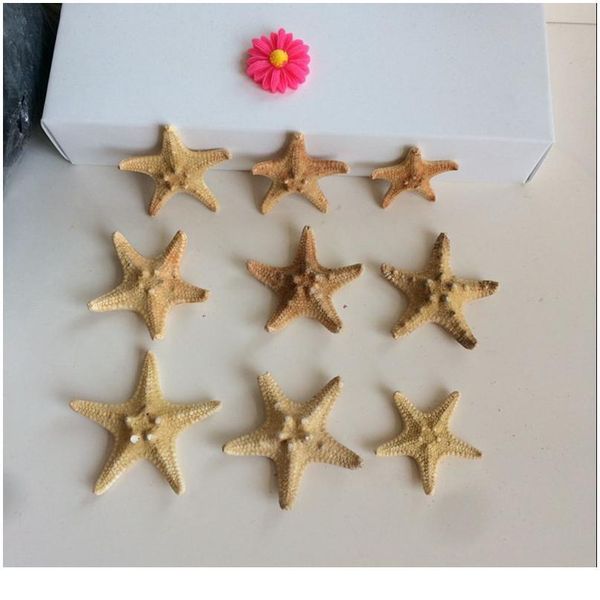 

10pcs/set sea star star fish animal shell beach ornament for aquarium weddings party diy home decoration craft 3-4cm jllnes