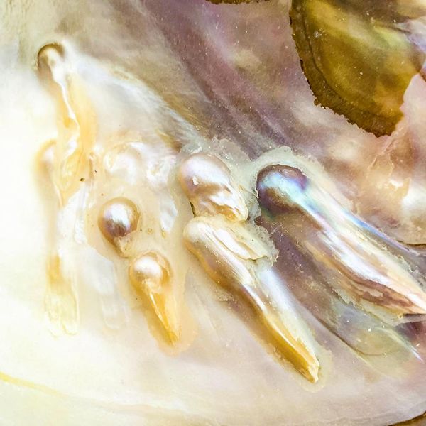 

13 18cm natural freshwater pearl shell oyster mother of pearl nautical home decor beach clam shell for diy jewelry making crafts h bbyntc