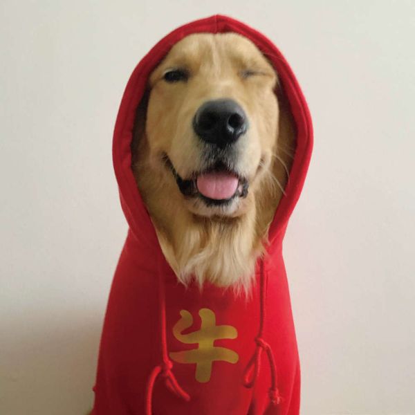 

of the ox new year hooded plush pet cloth sweater hoodie golden husky samoye medium and large dog