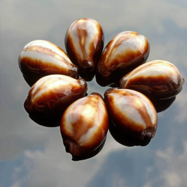 

2pcs natural shells conch snail kangaroo seashells nautical beach home decor fish tank micro landscape specimen collectibles h wmtpxy