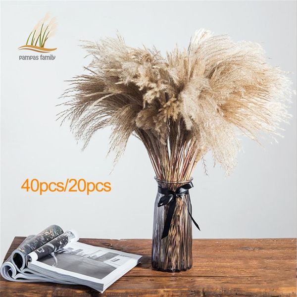 

pampas grass plants home feather flower natural phragmites bouquets tall 19-22 dried flowers wedding decor q1126