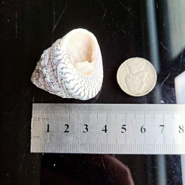 

2pcs new snail trumpet shells nautical conch seashells specimen collectibles crafts ocean wedding home decor micro landscape h jllbca