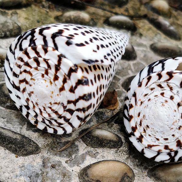 

natural conch corn buckskin conch seashells specimen nautical home decor collectibles beach wedding aquarium landscape decor h bbyifc