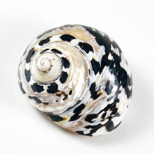 

natural african black gold shell conch specimen beach wedding decor crafts coastal nautical home decor shells for jewelry making h wmtwse
