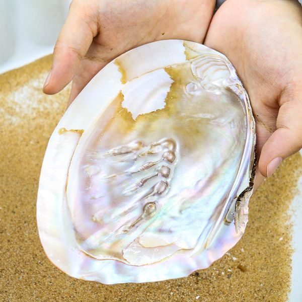 

13 18cm natural freshwater pearl shell oyster mother of pearl nautical home decor beach clam shell for diy jewelry making crafts h jllirb