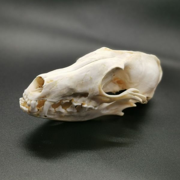

skull animal 1pcs real fox bone decoration unique birthday gift specimen taxidermy